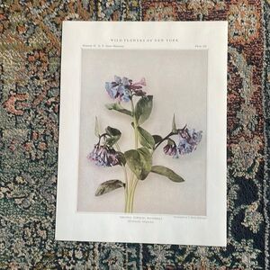 Antique Botanical Plant Print Original over 100 years old Vintage Art Flower